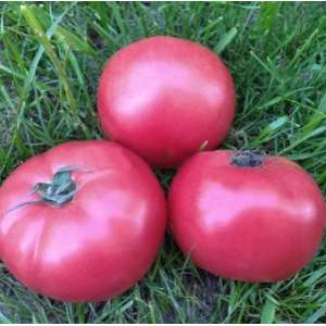 Пинк Кристал  F1 - томат индетерминантный, Clause Франция фото, цена